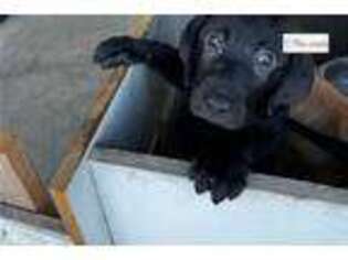 Labrador Retriever Puppy for sale in Corpus Christi, TX, USA