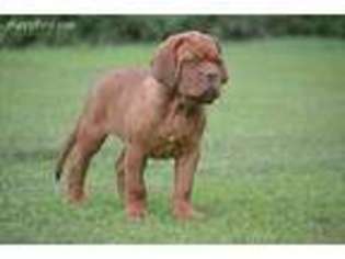 American Bull Dogue De Bordeaux Puppy for sale in Fort Ann, NY, USA