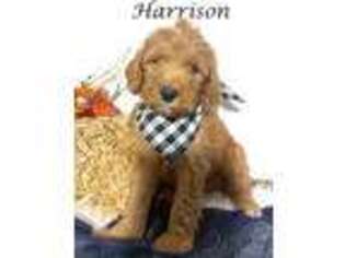 Goldendoodle Puppy for sale in Demopolis, AL, USA