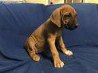 Rhodesian Ridgeback Puppy for sale in Florence, SC, USA