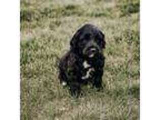 Portuguese Water Dog Puppy for sale in Celina, OH, USA