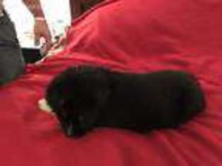 Newfoundland Puppy for sale in Mansfield, OH, USA