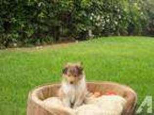 Shetland Sheepdog Puppy for sale in NORCO, CA, USA