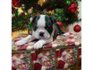 Boston Terrier Puppy for sale in Lakeview, MI, USA