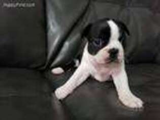 Boston Terrier Puppy for sale in New Oxford, PA, USA