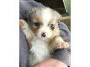 Australian Shepherd Puppy for sale in Croswell, MI, USA