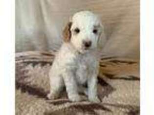 Mutt Puppy for sale in Detroit, OR, USA