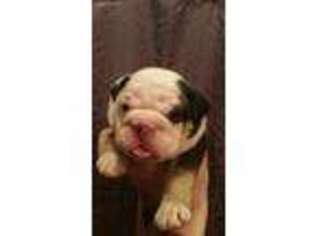 Bulldog Puppy for sale in Newport, KY, USA