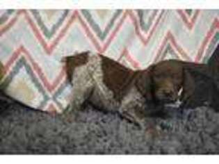 German Shorthaired Pointer Puppy for sale in Browning, MO, USA