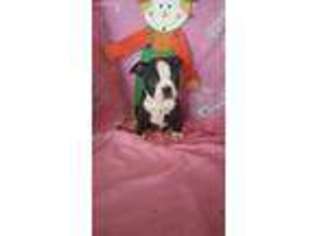 Boston Terrier Puppy for sale in Blanchester, OH, USA