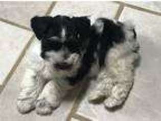 Mutt Puppy for sale in Oakland, AR, USA