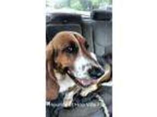 Basset Hound Puppy for sale in South Otselic, NY, USA