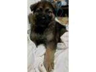 German Shepherd Dog Puppy for sale in Little Hocking, OH, USA