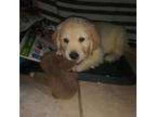 Golden Retriever Puppy for sale in Browntown, WI, USA