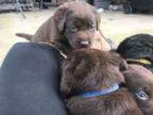 Labrador Retriever Puppy for sale in Leesville, SC, USA