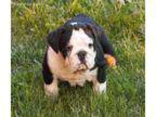 Bulldog Puppy for sale in Clarksburg, MO, USA