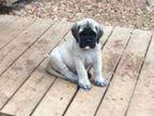 Mastiff Puppy for sale in Taylorsville, NC, USA