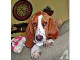 Basset Hound Puppy for sale in OLD LYME, CT, USA