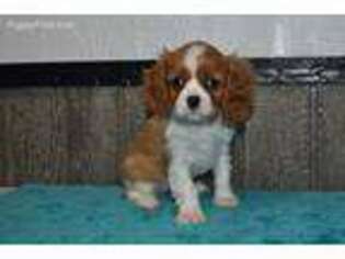 Cavalier King Charles Spaniel Puppy for sale in Arthur, IL, USA