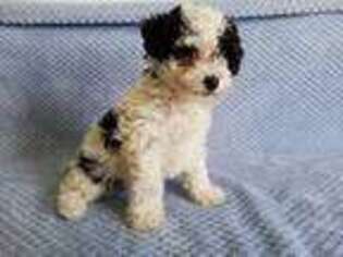 Mutt Puppy for sale in Montgomery, MI, USA
