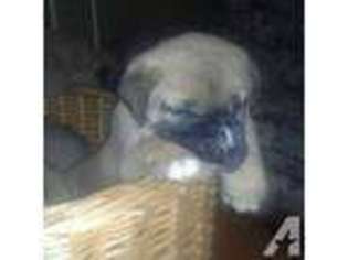 Mastiff Puppy for sale in ROY, WA, USA