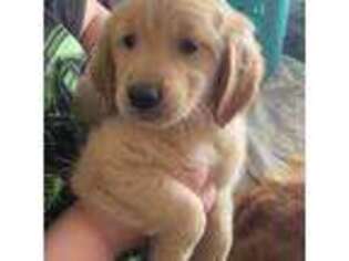 Golden Retriever Puppy for sale in Roundup, MT, USA