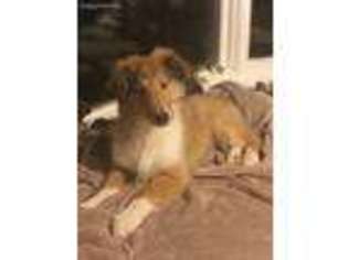 Collie Puppy for sale in Licking, MO, USA