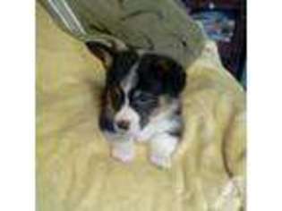 Pembroke Welsh Corgi Puppy for sale in SALUDA, VA, USA