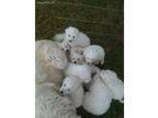 Great Pyrenees Puppy for sale in Alturas, CA, USA