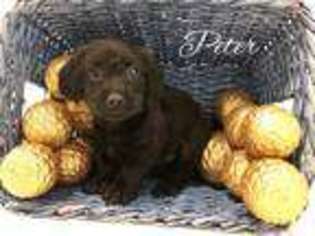 Dachshund Puppy for sale in Petal, MS, USA