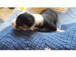 Pembroke Welsh Corgi Puppy for sale in Coatesville, IN, USA
