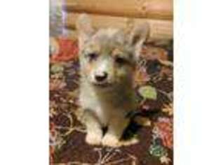 Cardigan Welsh Corgi Puppy for sale in Lancaster, OH, USA