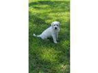 Labrador Retriever Puppy for sale in Bruce, MS, USA