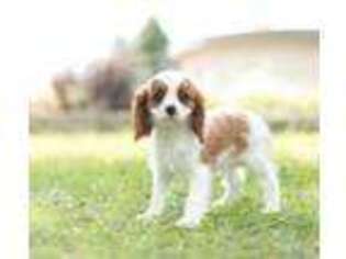 Cavalier King Charles Spaniel Puppy for sale in Warsaw, IN, USA