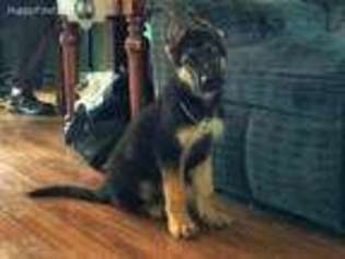 German Shepherd Dog Puppy for sale in Scio, OR, USA