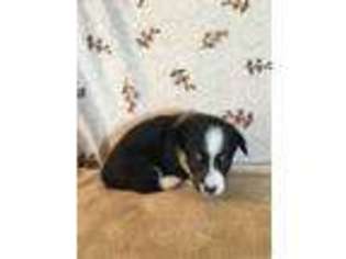 Pembroke Welsh Corgi Puppy for sale in Springerville, AZ, USA