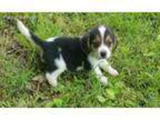 Beagle Puppy for sale in Seymour, MO, USA