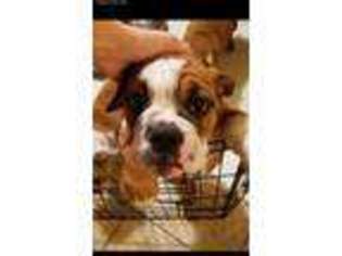 Olde English Bulldogge Puppy for sale in Chelsea, AL, USA