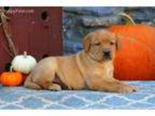 Labrador Retriever Puppy for sale in Gordonville, PA, USA