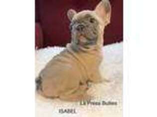 French Bulldog Puppy for sale in Silver Spring, MD, USA