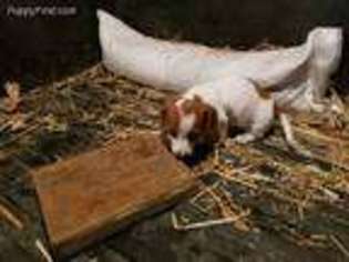 Dachshund Puppy for sale in Gallatin, MO, USA
