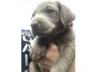 Labrador Retriever Puppy for sale in Camp Verde, AZ, USA