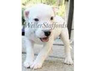 Staffordshire Bull Terrier Puppy for sale in Redding, CA, USA
