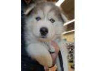 Alaskan Malamute Puppy for sale in Pharr, TX, USA