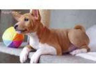 Basenji Puppy for sale in Mountain View, CA, USA