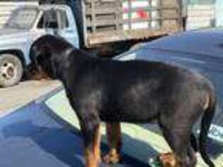 Rottweiler Puppy for sale in Richmond, CA, USA