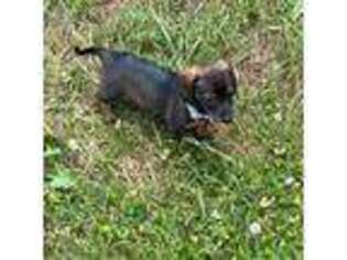 Dachshund Puppy for sale in Rising Sun, MD, USA
