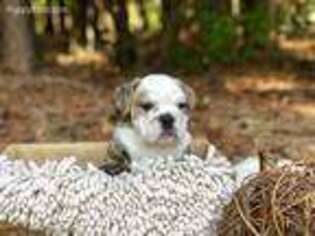 Bulldog Puppy for sale in Monroe, GA, USA