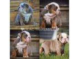 Bulldog Puppy for sale in Box Elder, SD, USA