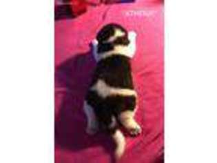 Akita Puppy for sale in Pequot Lakes, MN, USA